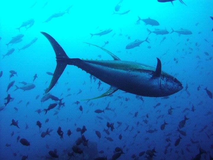 quota tonno rosso tunisia